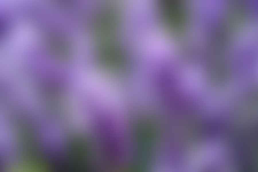 lavender in perennial garden