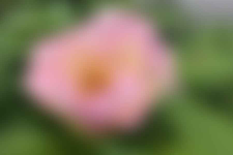 Peony Paeonia bloom