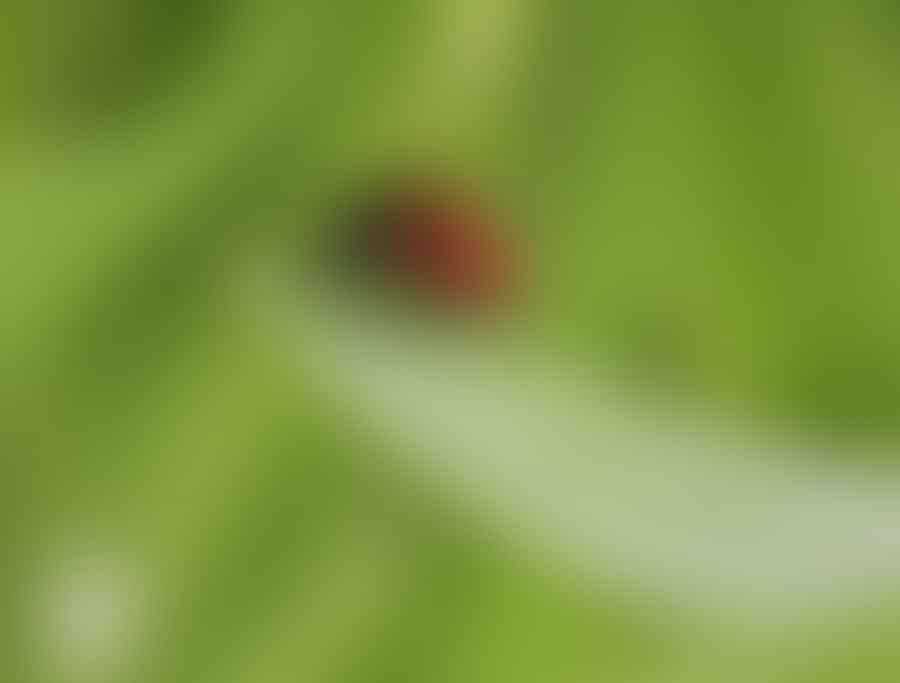 A ladybug on a leaf, a natural predator of aphids