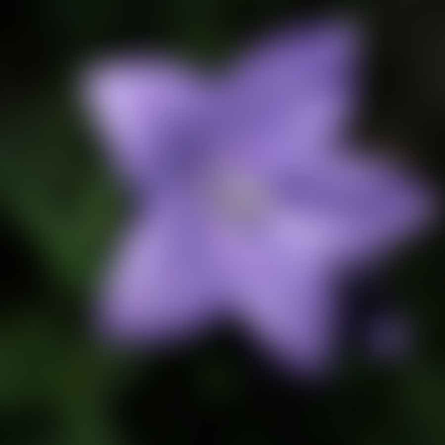Close-up view of a vibrant blooming Balloon Flower