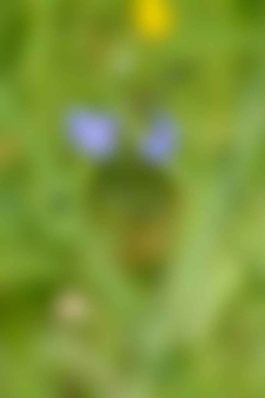Blue Speedwell flowers