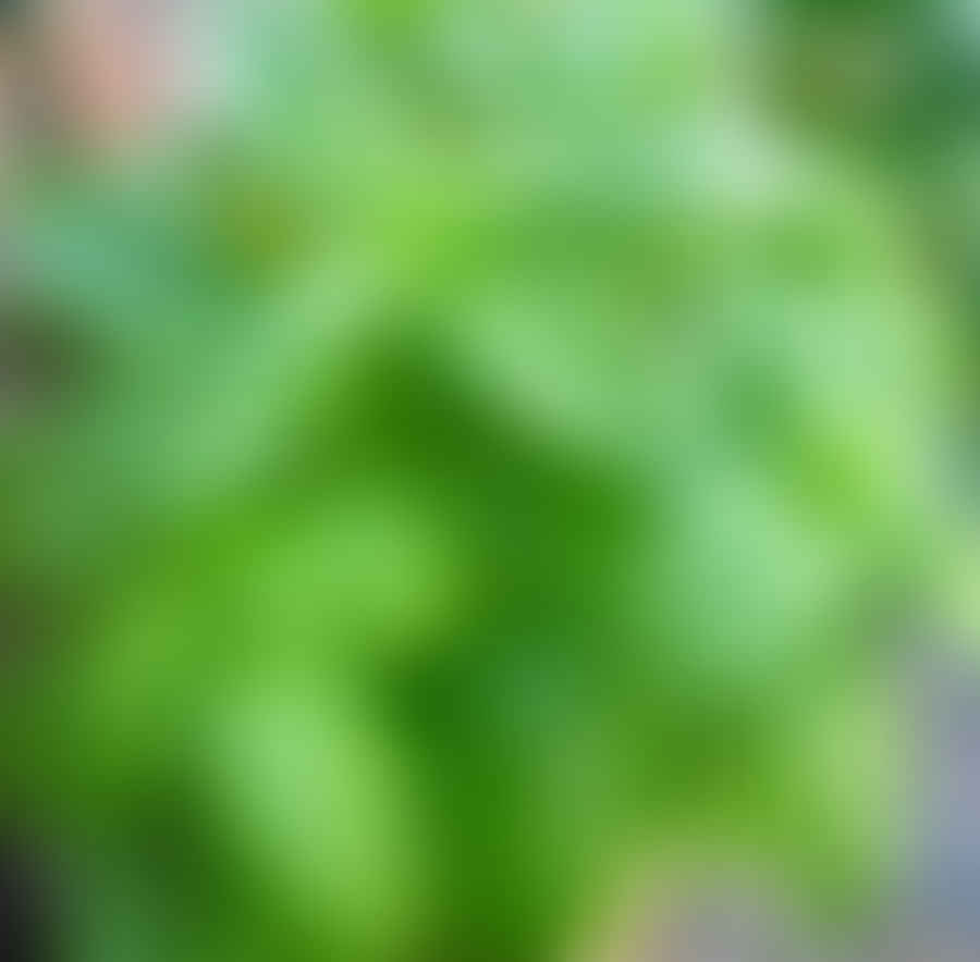 Healthy Basil Plant Growing in a Garden