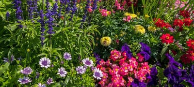 Perennial Plant Selection