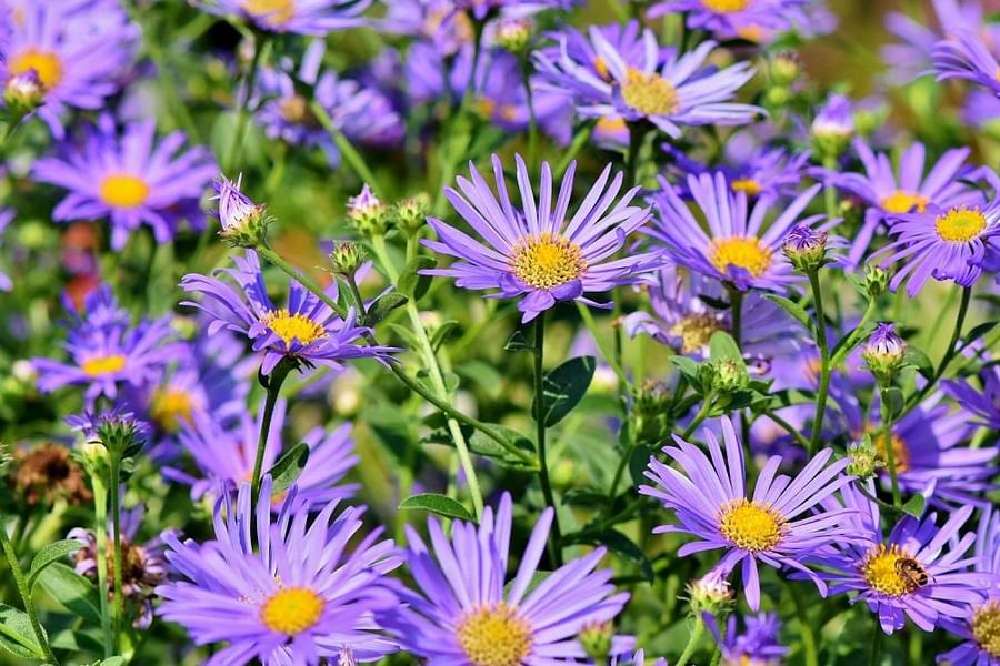Aster plant