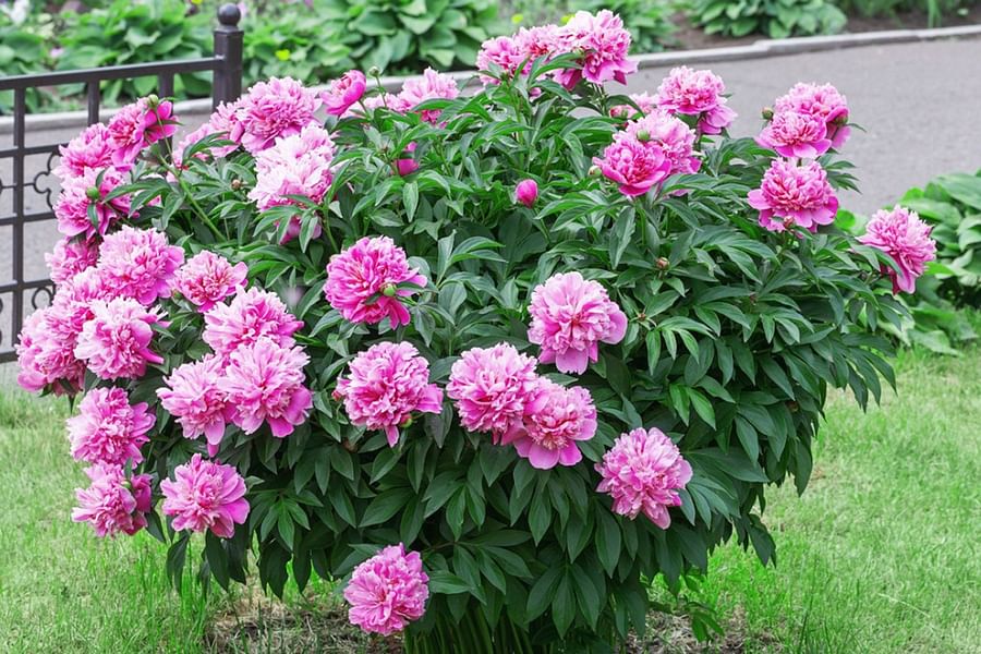 Peony plant