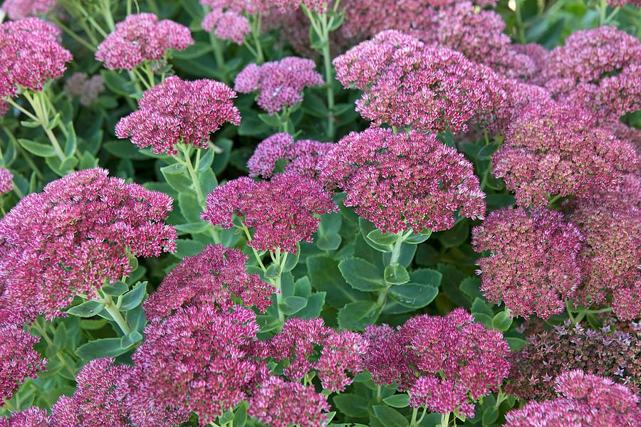 Sedum plant