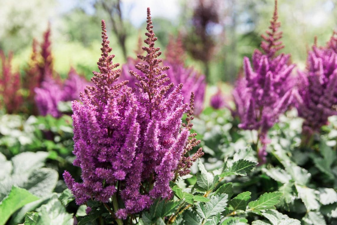 Astilbe Fanal