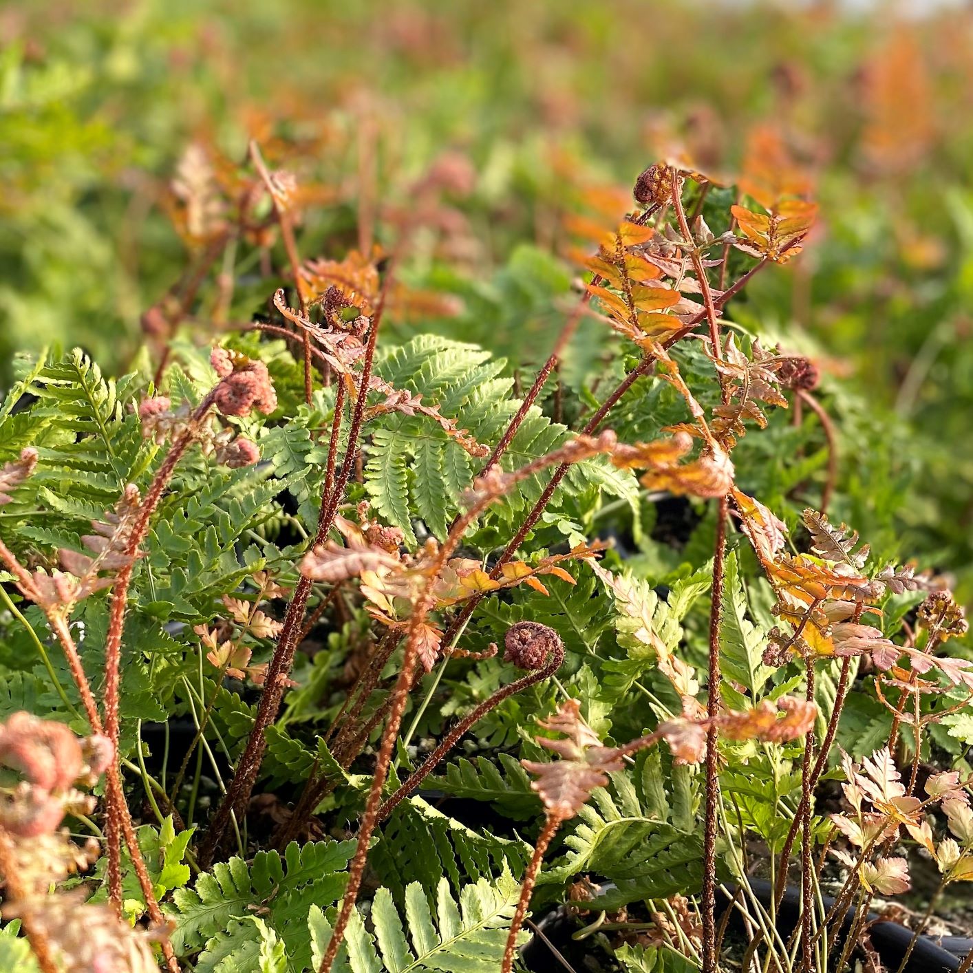 Autumn Brilliance Fern