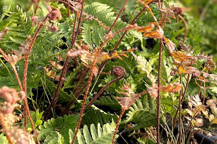 Autumn Brilliance Fern