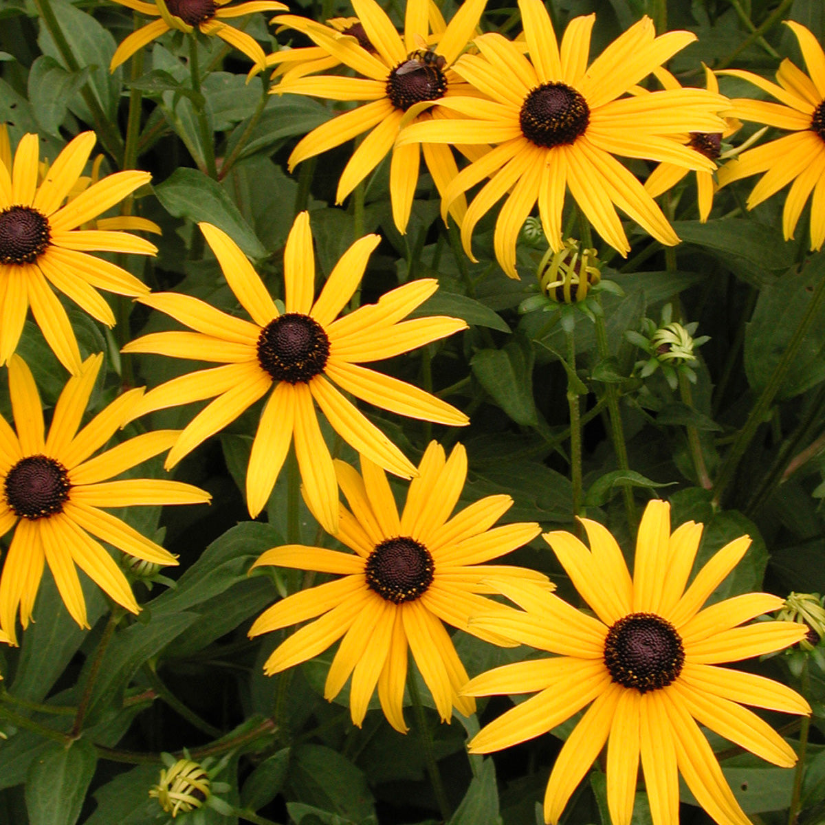 Black-Eyed Susan Rudbeckia flower