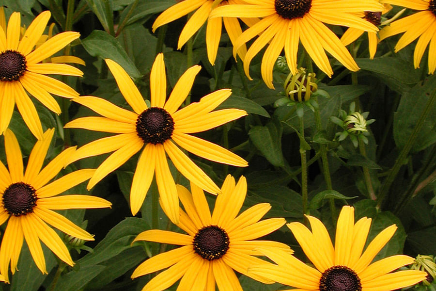 Black-Eyed Susan Rudbeckia flower