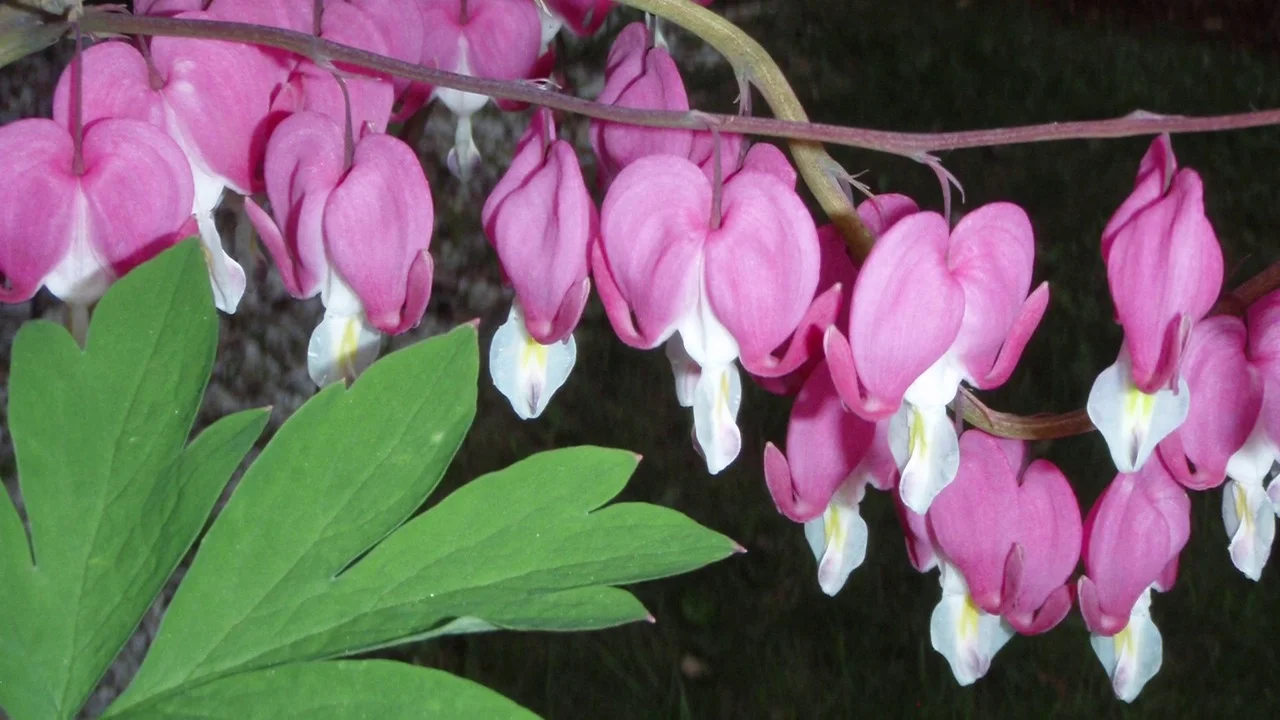 Bleeding Heart perennial