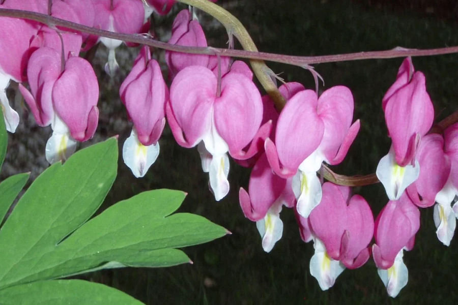 Bleeding Heart perennial