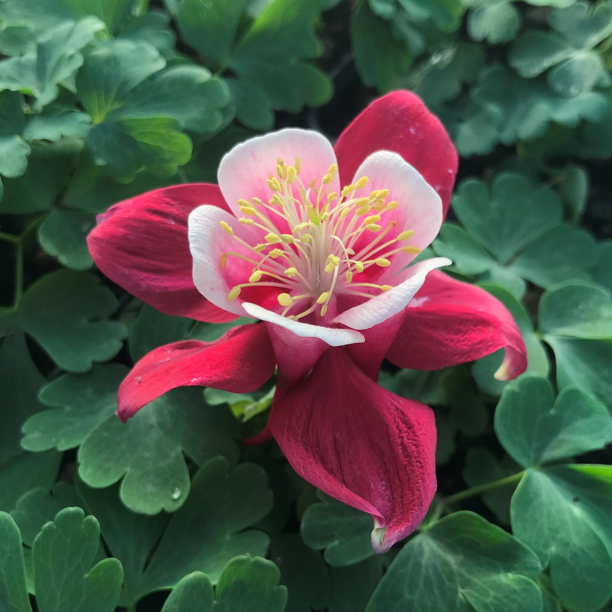 Columbine perennial