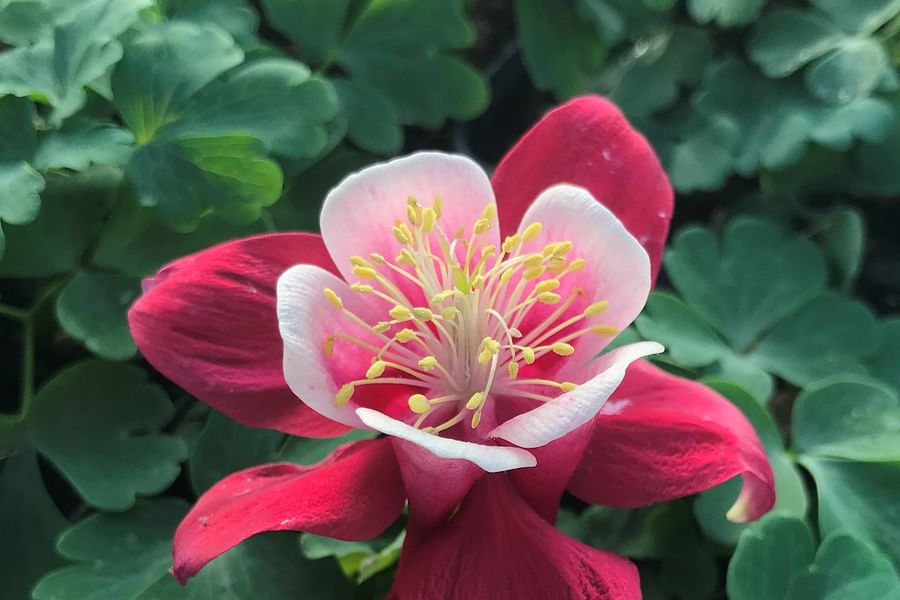 Columbine perennial