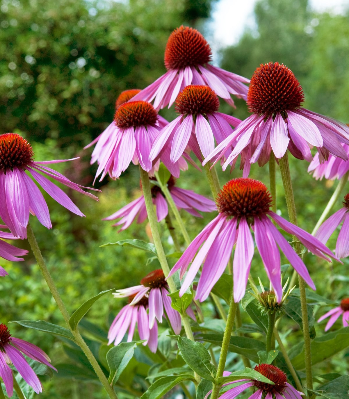 Coneflower Echinacea in garden