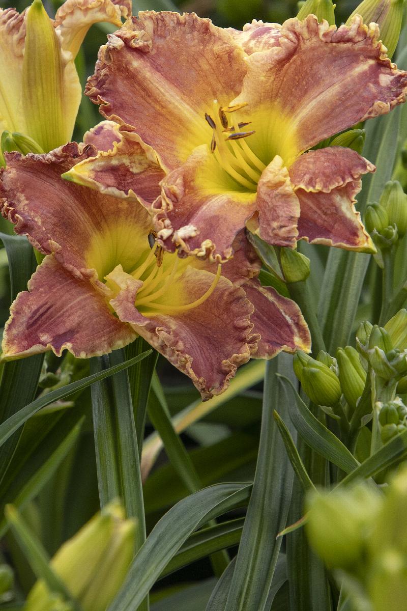 Daylily Hemerocallis flower