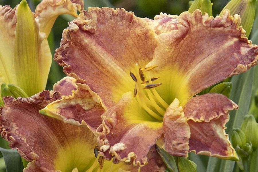 Daylily Hemerocallis flower