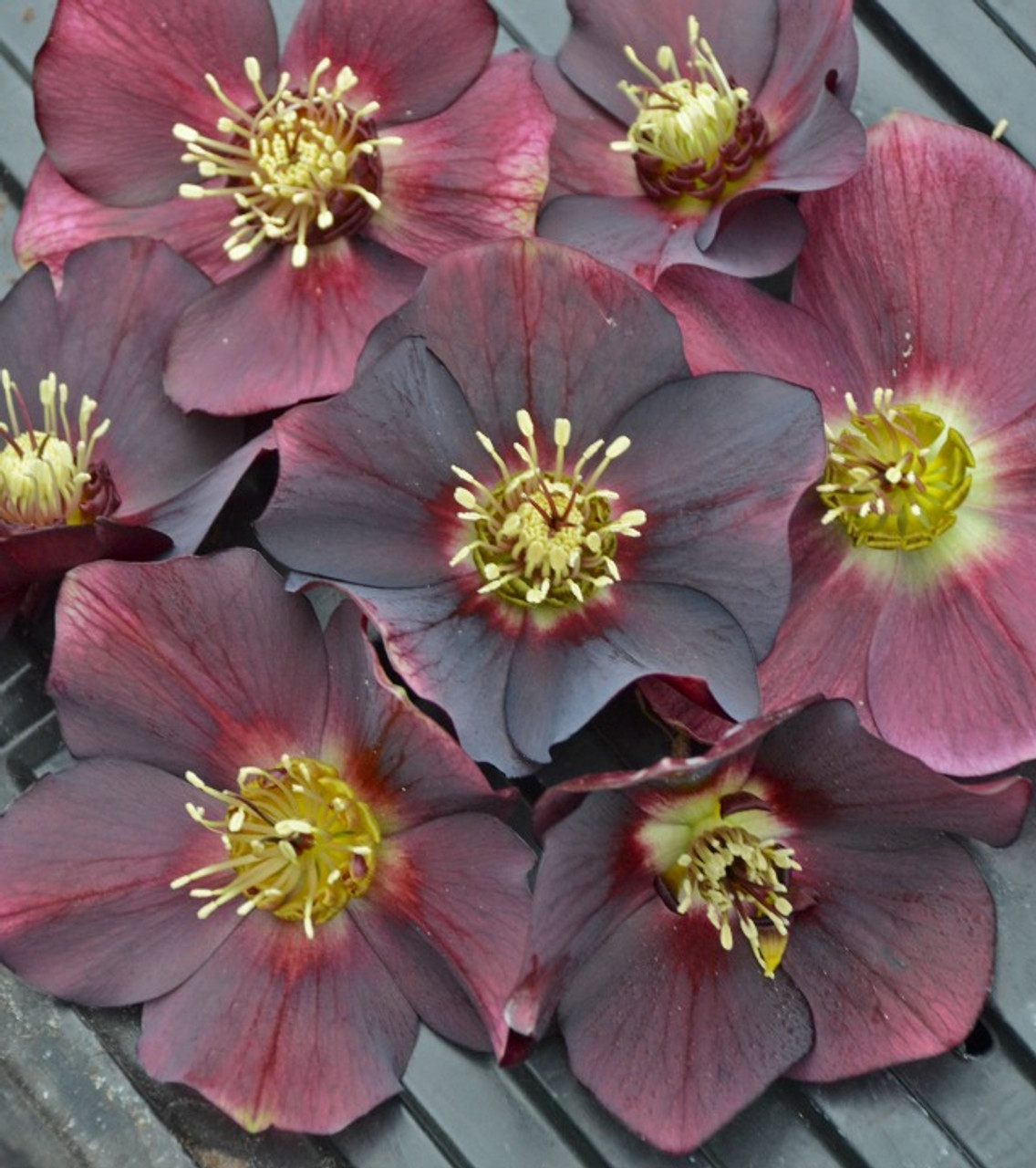Hellebore flowers