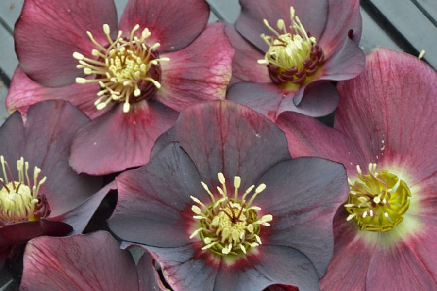 Hellebore flowers