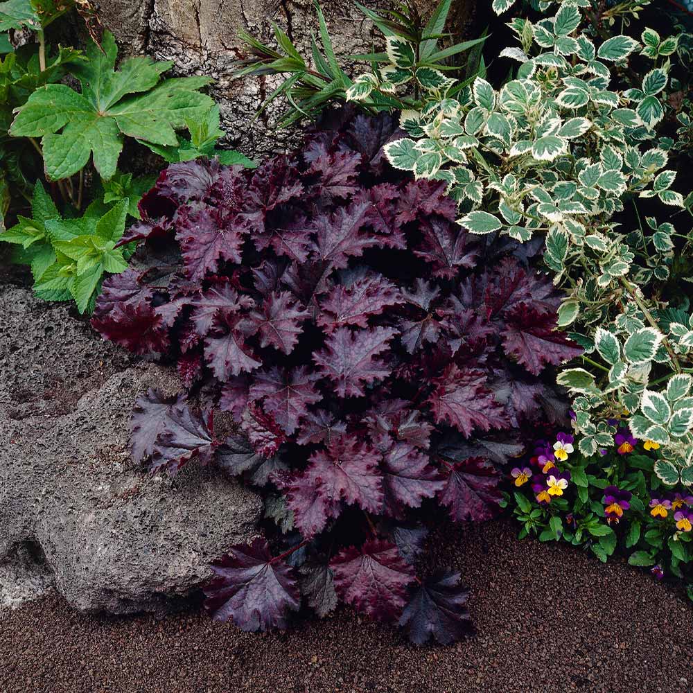 Heuchera Palace Purple