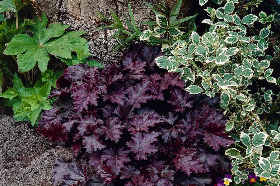 Heuchera Palace Purple