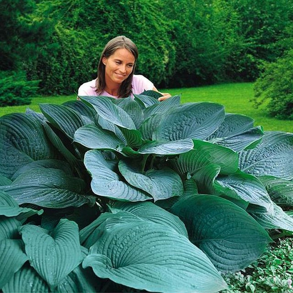 Hosta Empress Wu