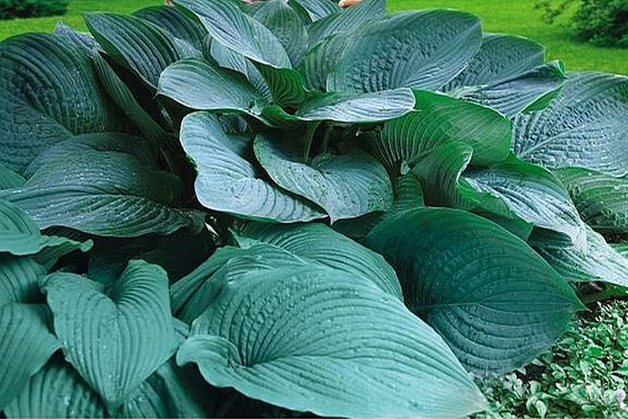 Hosta Empress Wu