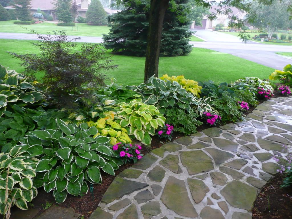 Hosta plant in landscape