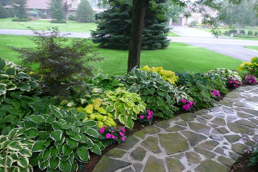 Hosta plant in landscape