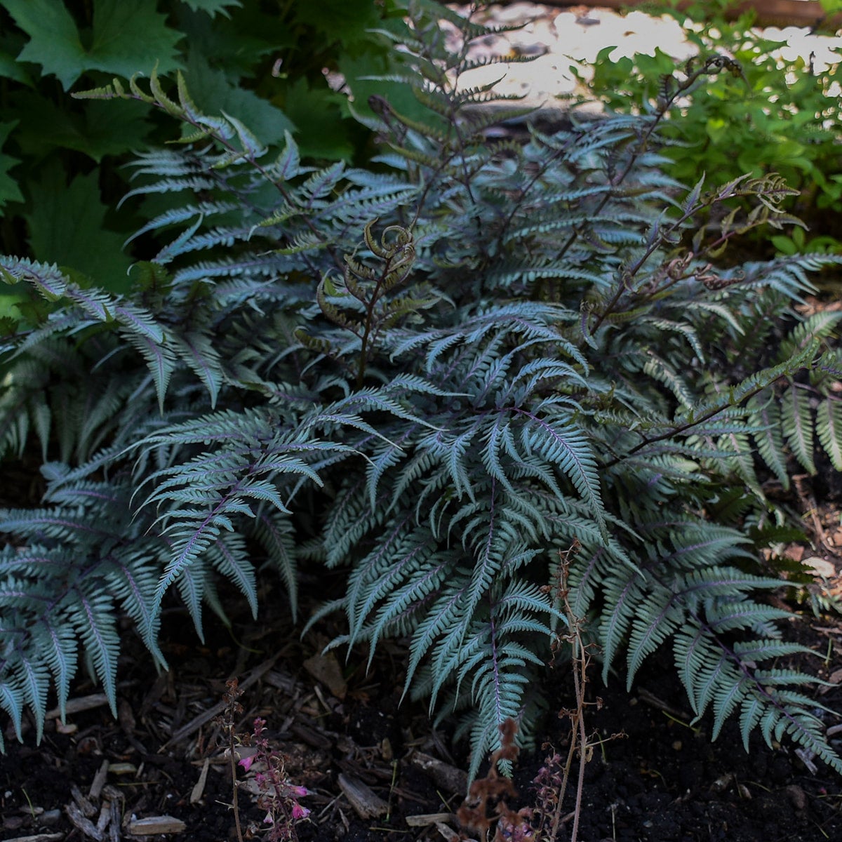 Japanese Painted Fern