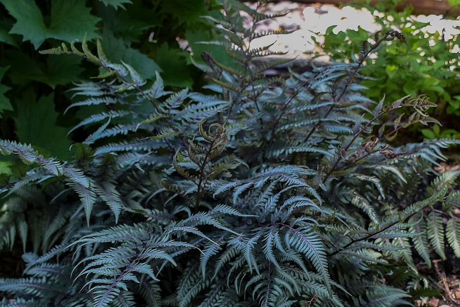 Japanese Painted Fern