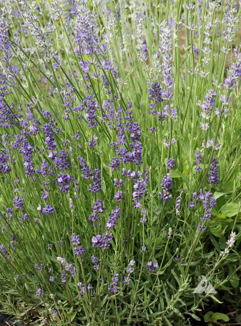 Lavender Lavandula in bloom