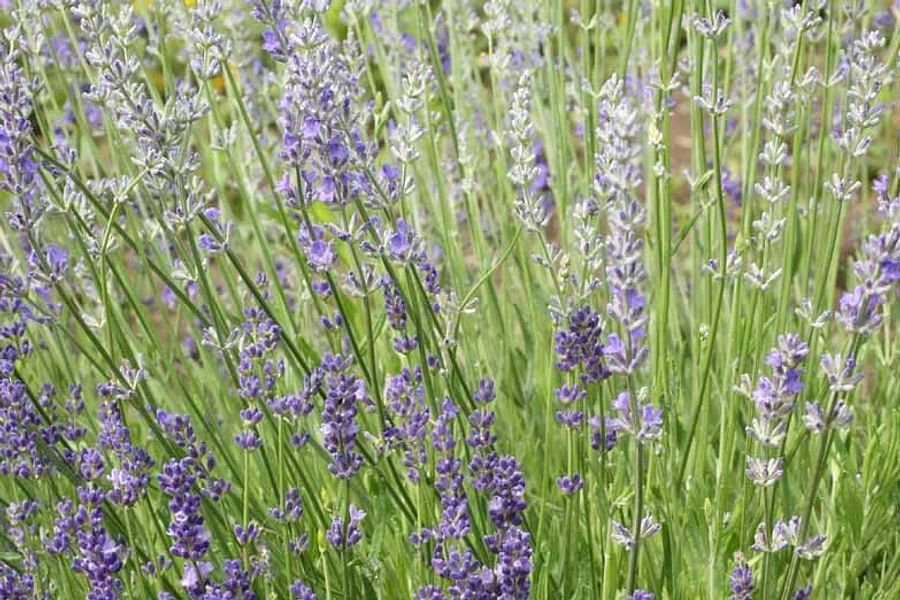Lavender Lavandula in bloom