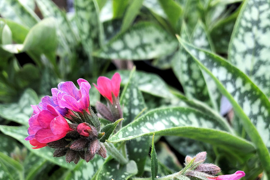 Lungwort Raspberry Splash
