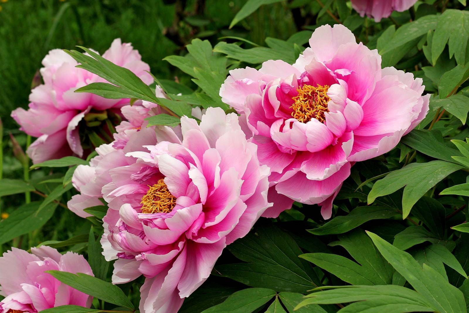 Peony Paeonia flowers