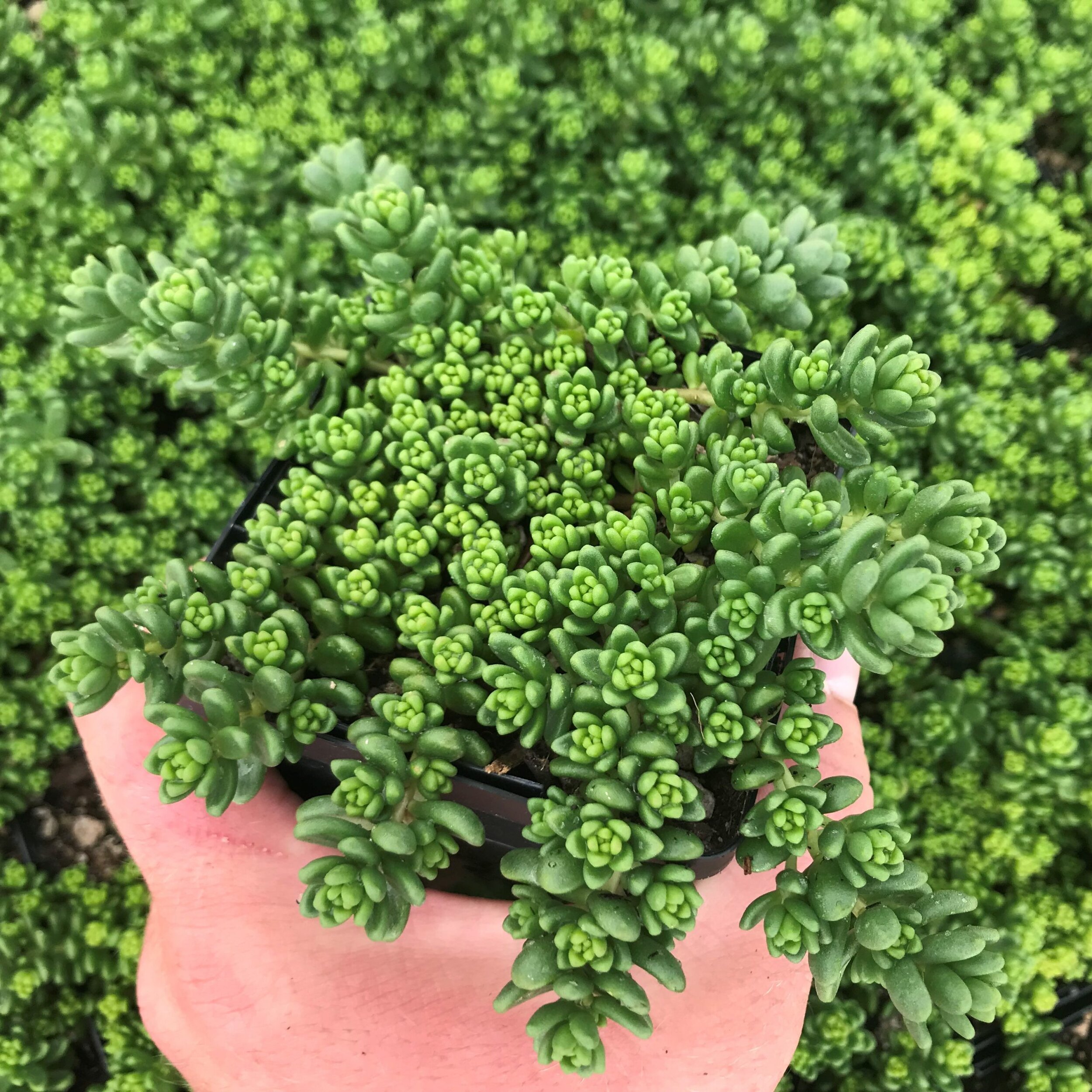 Sedum Stonecrop varieties