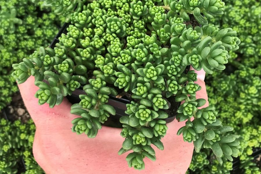 Sedum Stonecrop varieties