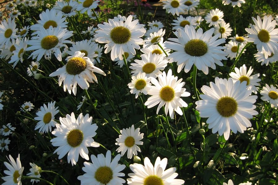 Shasta Daisy Leucanthemum flower