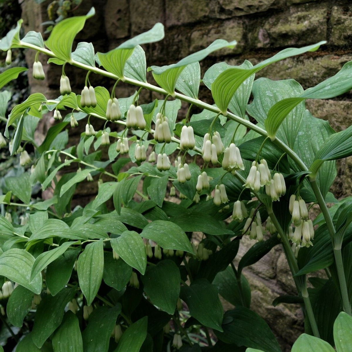 Solomon's Seal perennial