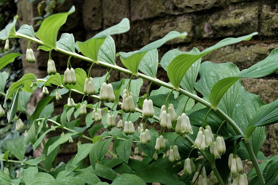 Solomon's Seal perennial