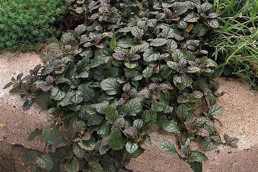 Ajuga ground cover