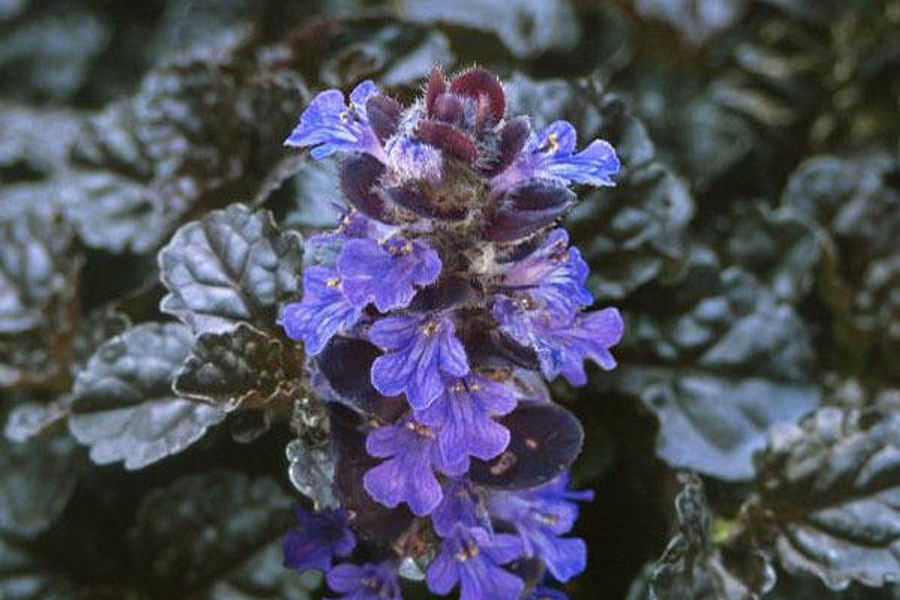 Bugleweed ground cover with Peonies
