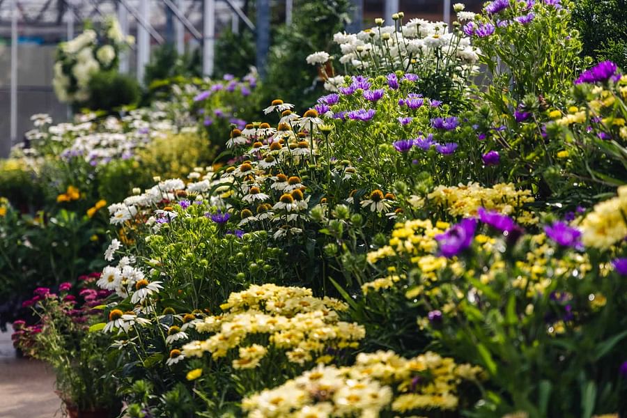 Creeper Phlox with Shasta Daisies