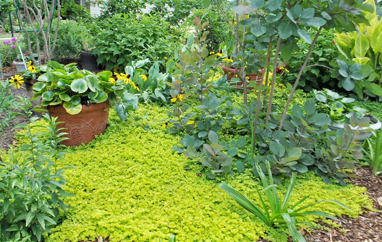 Creeping Jenny ground cover with Daylilies