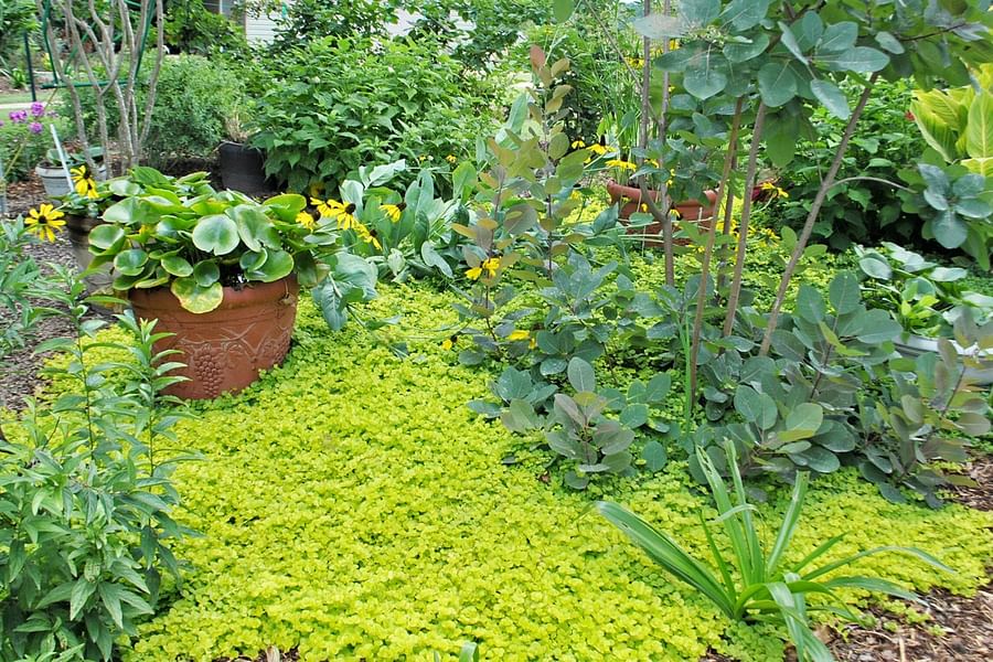 Creeping Jenny ground cover with Daylilies