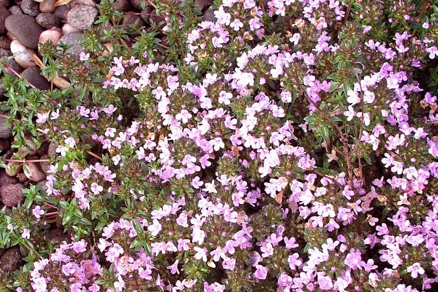 Creeping Thyme ground cover