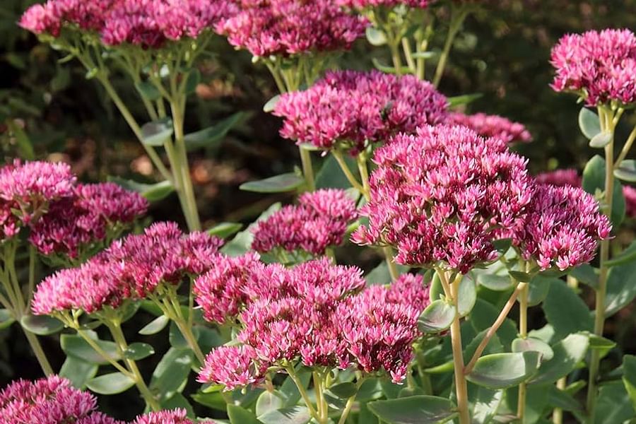 Dragon's Blood Sedum ground cover