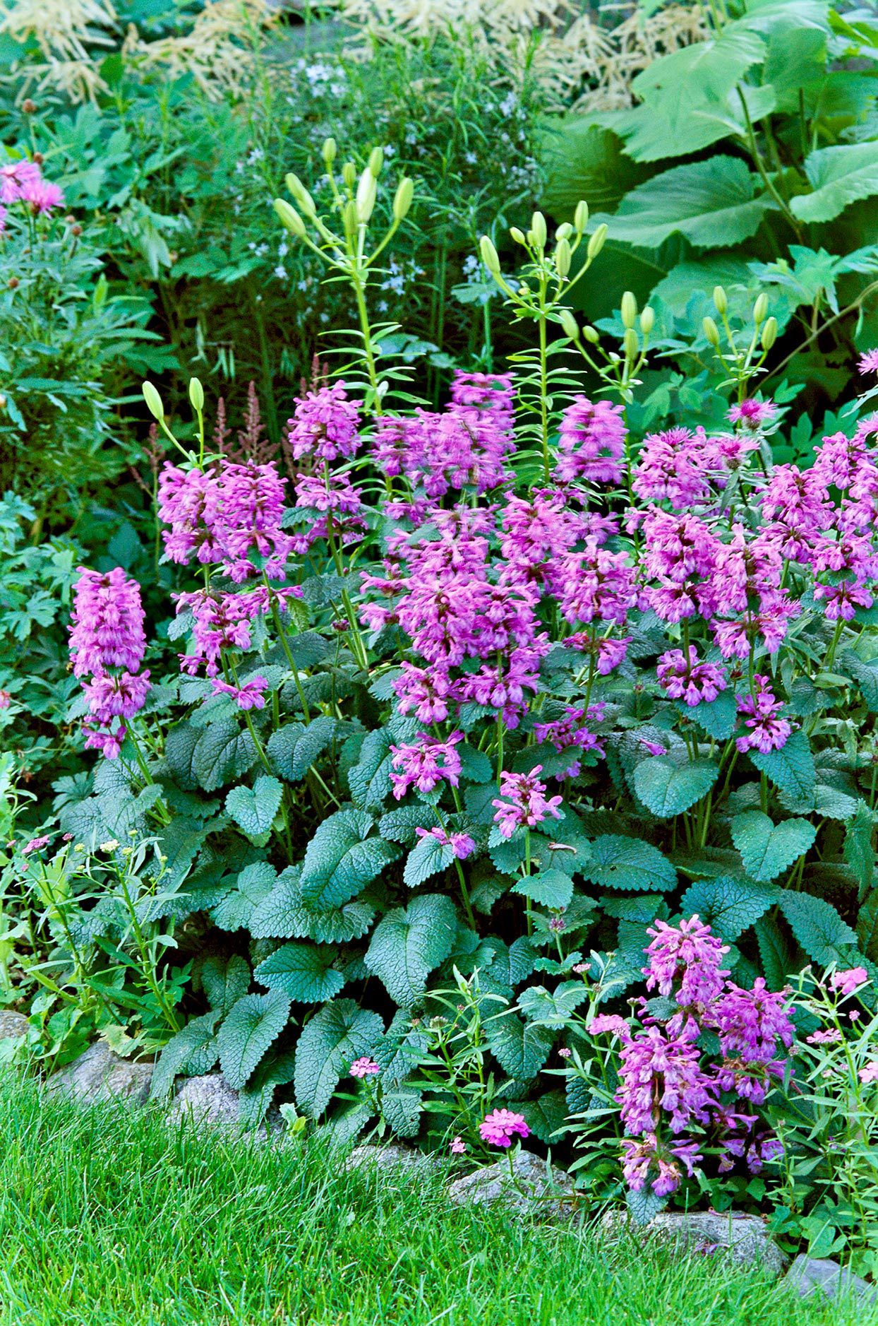 Lamb's Ear ground cover with Lavender