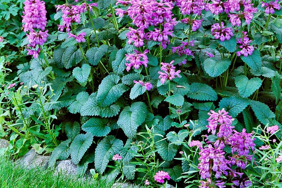 Lamb's Ear ground cover with Lavender